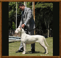 Capa dogo argentino