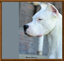 Capa dogo argentino