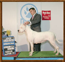 Capa dogo argentino