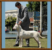Capa dogo argentino