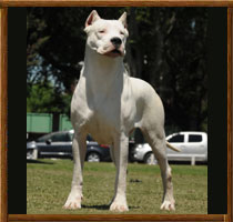 Capa dogo argentino