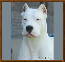 Capa dogo argentino