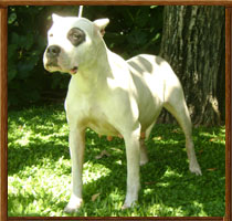 Cumpita I Bravoure Blanche