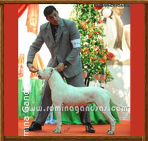 Dogos Argentinos La Vieja Candelaria