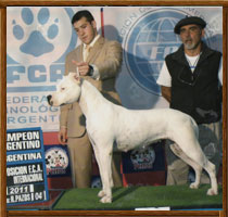 Dogos Argentinos La Vieja Candelaria