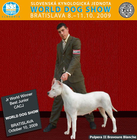 dogos argentinos