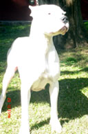 Dogos Argentinos La Vieja Candelaria