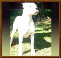 Dogo Argentino Arauca de La Vieja Candelaria