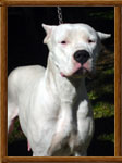 Dogo Argentino Arauca