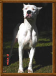 Dogo Argentino Arauca
