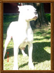 Dogo Argentino Arauca