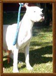 Dogo Argentino Arauca