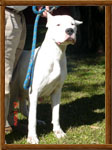 Dogo Argentino Arauca
