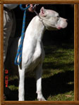 Dogo Argentino Arauca