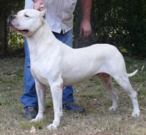 Dogos Argentinos La Vieja Candelaria