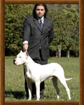 Dogo Argentino