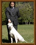 Dogo Argentino