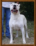 Dogo Argentino