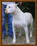 Dogo Argentino