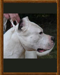 Dogo Argentino