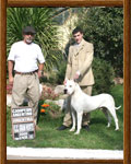 Dogo Argentino