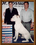 Dogo Argentino