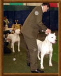 Dogo Argentino
