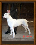 Dogo Argentino