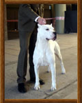 Dogo Argentino