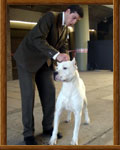 Dogo Argentino