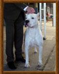 Dogo Argentino