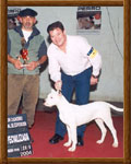 Dogo Argentino