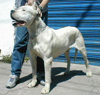 Dogos Argentinos La Vieja Candelaria