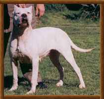 Dogo Argentino Estrella Bravoure Blanche