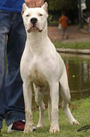 Dogos Argentinos La Vieja Candelaria