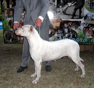 Dogos Argentinos La Vieja Candelaria