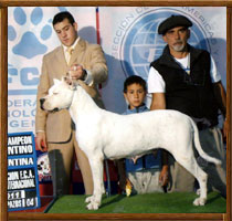 Dogo Argentino Gitana II Bravoure Blanche