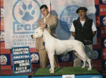 Dogos Argentinos La Vieja Candelaria