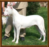 Dogo Argentino Pulpera II Bravoure Blanche