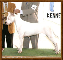 Dogo Argentino Pulpera II