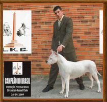 Dogo Argentino Pulpera II