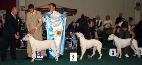 dogos argentinos