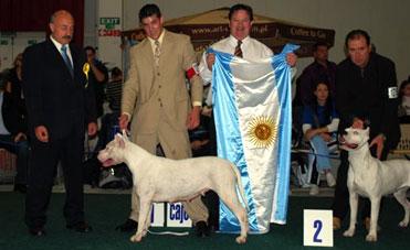 dogos argentinos