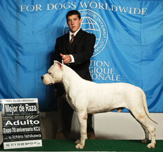 Dogos Argentinos La Vieja Candelaria