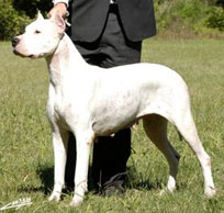 Dogos Argentinos La Vieja Candelaria