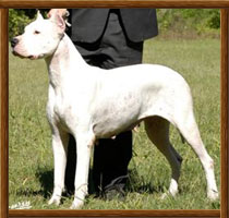 Dogo Argentino Vicky Bravoure Blanche